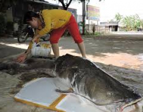 Cần thủ câu được cá lăng đuôi đỏ nặng gần 80kg sông Srêpốk, Đắk Lắk
